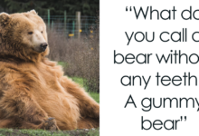 Bear Jokes for Kids: The Ultimate Collection of Fun and Laughter